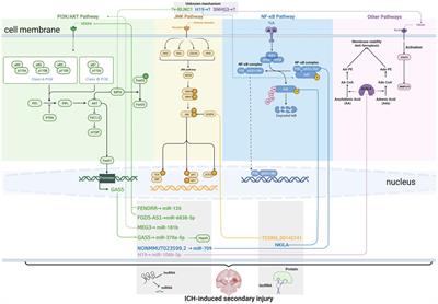 Long non-coding RNAs in intracerebral hemorrhage